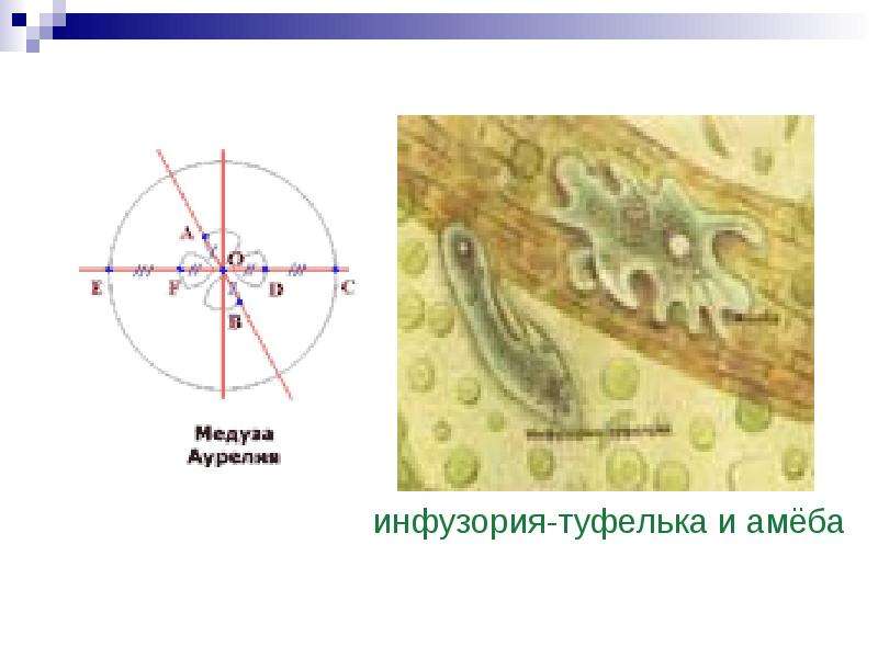 Симметрия в медицине презентация