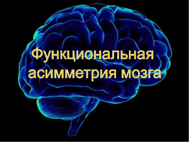 Презентация на тему функциональная. Ассиметрия полушарий мрт. Асимметрия мозга при эпилепсии.