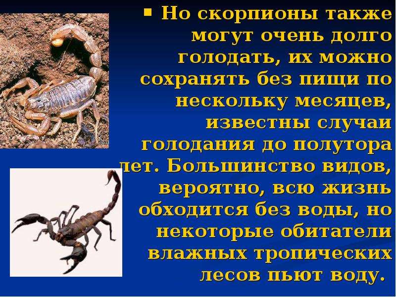 Скорпион описание. Скорпион презентация. Презентация на тему Скорпион. Рассказ о Скорпионе.