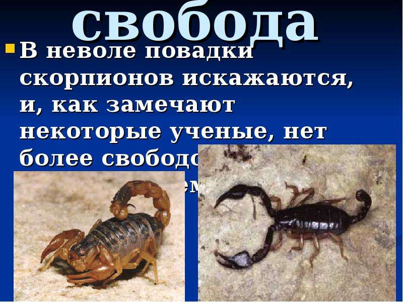 Характеристика скорпионов по датам. Где обитают Скорпионы. Интересные факты о скорпионах. Скорпион описание. Скорпион ядовитое животное.