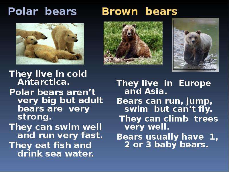 Under bear перевод