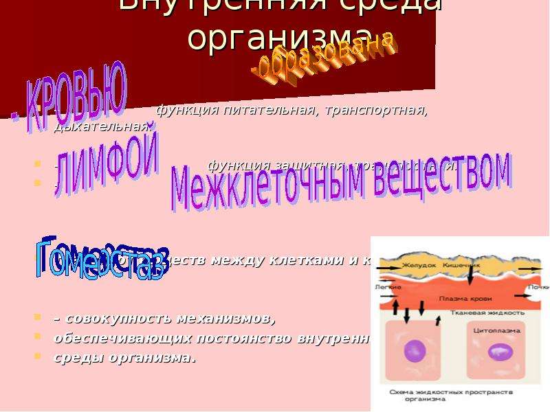 Тест по теме внутренняя среда организма