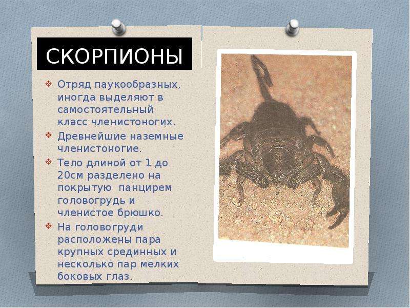Гороскоп скорпион на 2 апреля. Скорпион презентация. Рассказ о Скорпионе. Скорпион краткое описание. Сообщение о Скорпионе.