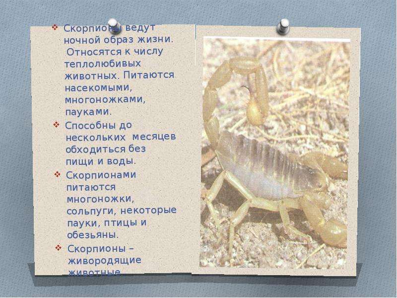 Какой тип характерен для азиатского скорпиона. Образ жизни скорпионов. Скорпион описание животного. Скорпион в жизни. Императорские Скорпионы образ жизни.