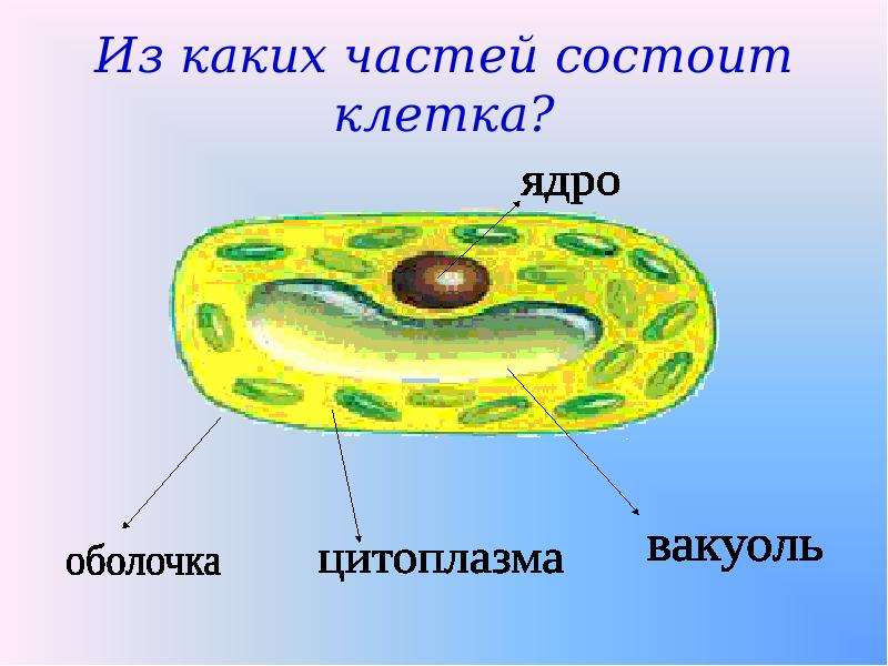 Строение клетки 6 класс биология презентация