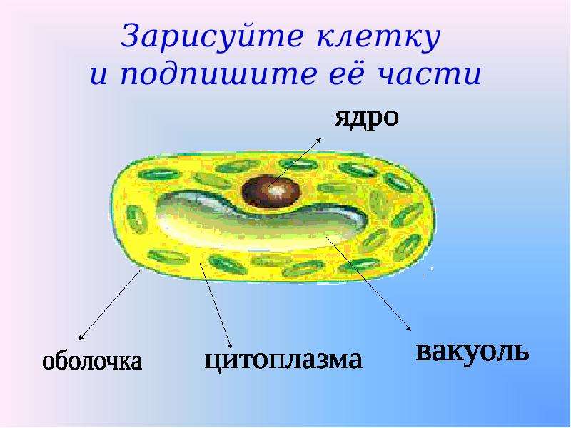 Рисунок биология 5 класс