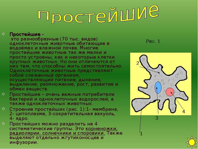 Презентация 6 класс биология простейшие презентация