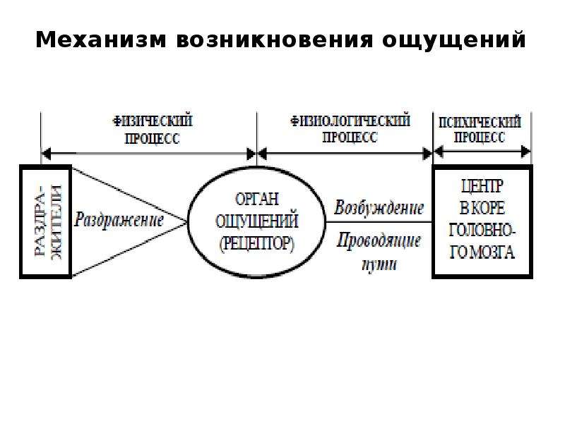 Механизм возникновения. Механизм возникновения эмоций. Возникновение ощущений схема. Процесс возникновения ощущений. Этапы возникновения ощущения.