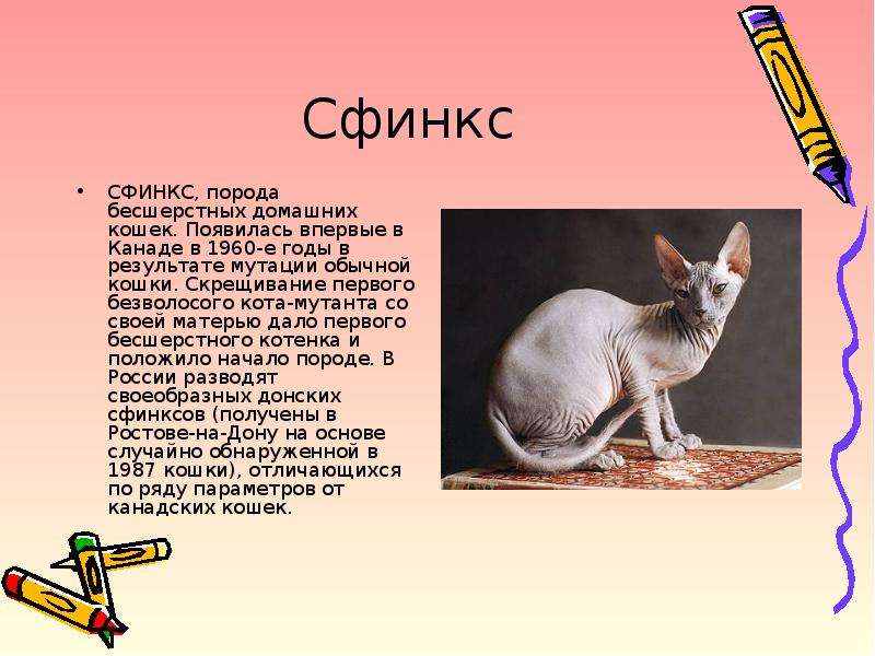 Сфинкс кошка презентация