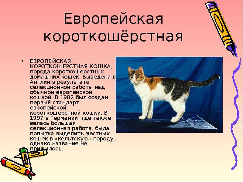 Проект кошки презентация. Доклад про кошек. Презентация про кошек. Породы домашних кошек презентация. Доклад про породу кошек.