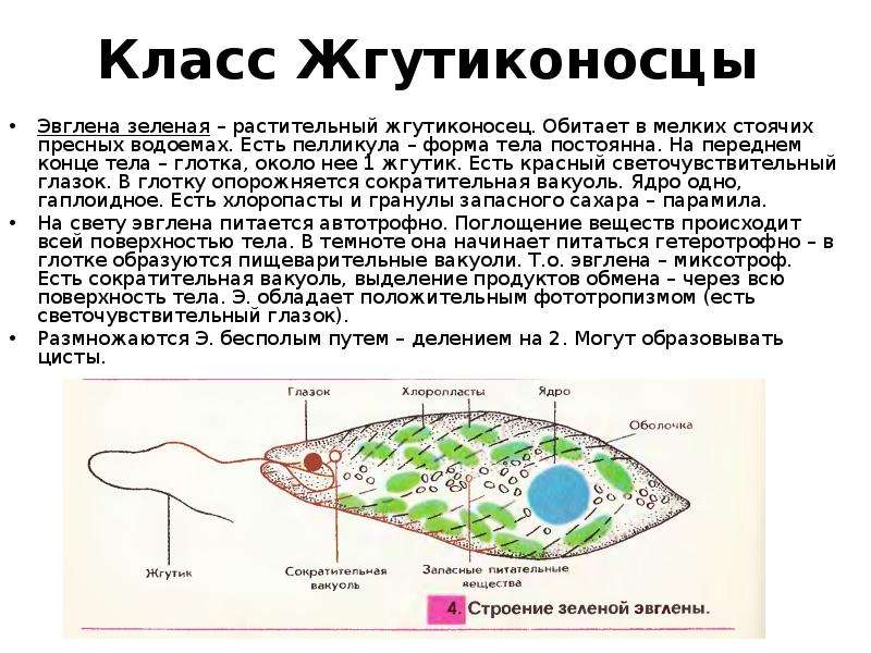 Форма эвглены зеленой. Эвглена зеленая основные структуры. Класс жгутиковые эвглена зеленая. Класс жгутиковые эвглена зеленая строение. Эвглена зеленая строение мембрана.