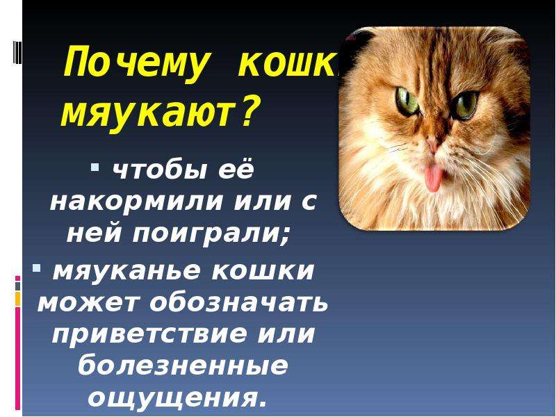Что значит если кошка мяукает. Почему кот мяукает без причины. Почему коты мяукают. Почему коты мяукают без причины. Почему кошка постоянно мяукает.