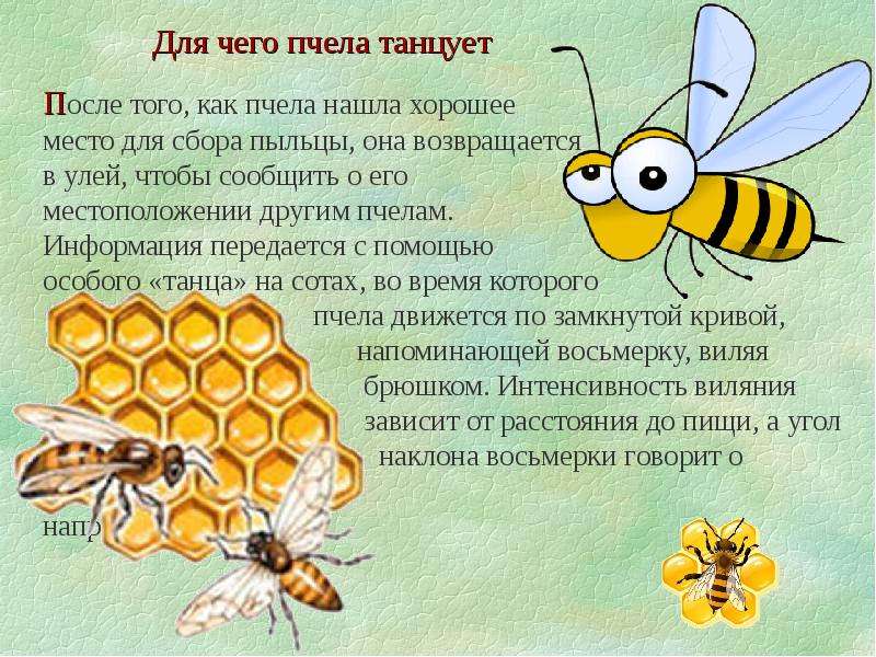 Bee как читается. Интересные факты отпчелах. Интересные факты о пчелах для детей. Детям о пчелах для дошкольников. Необычные факты о пчелах.