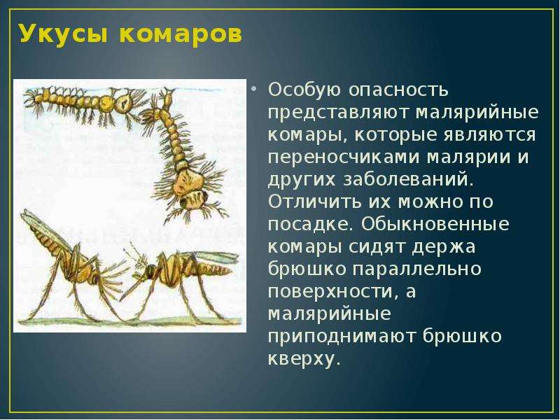 Малярийные комары презентация