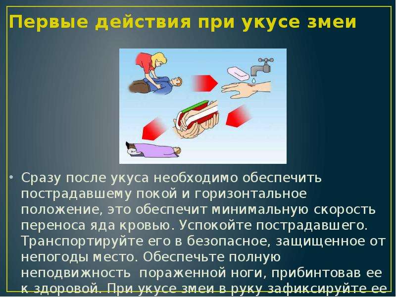 Первая помощь при укусах змей насекомых и животных презентация