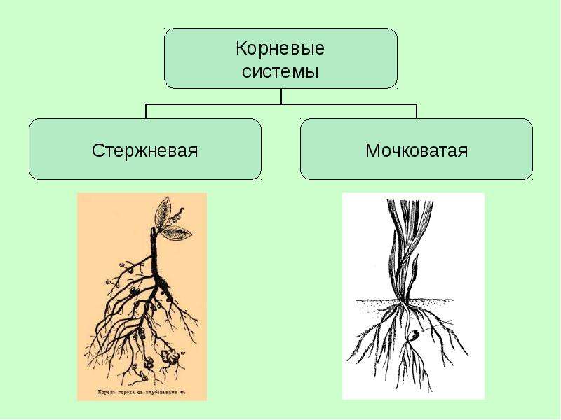 Укажи картинку на которой представлены опорные корни выбери верное изображение