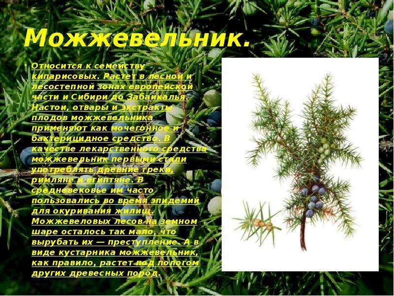 Можжевельник сибирский фото и описание