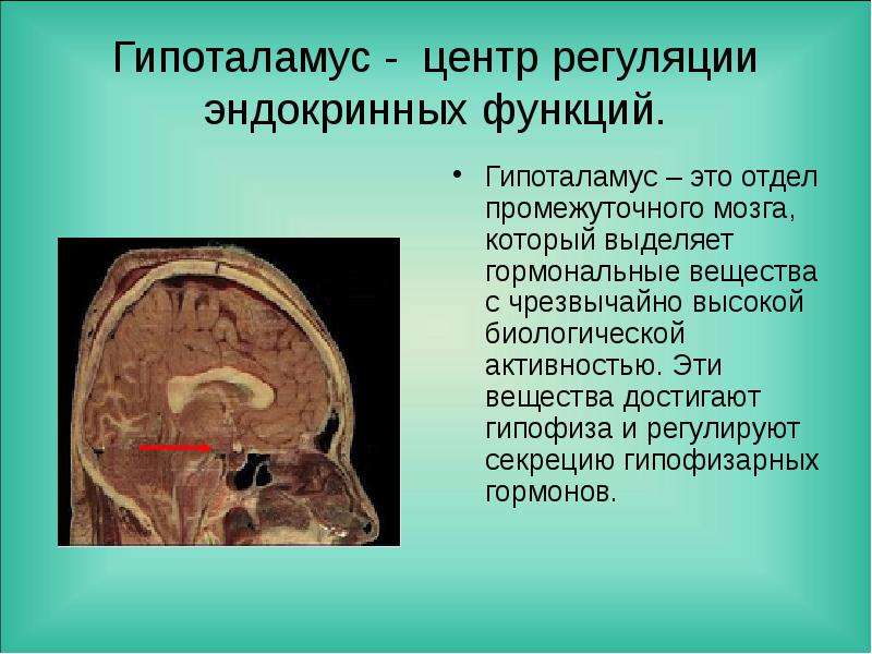 Центр регуляции эндокринных функций