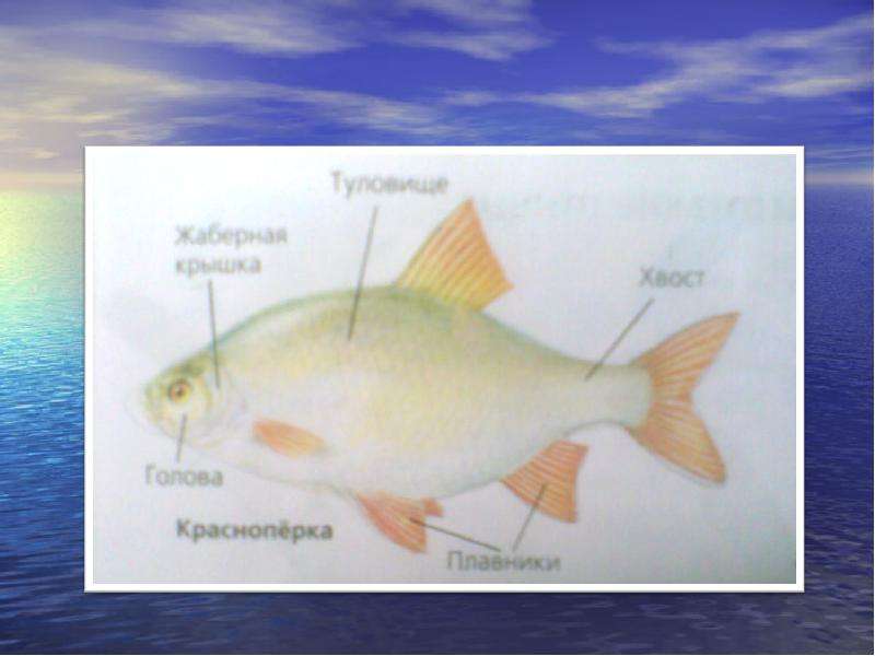 Как изучают подводный мир презентация для детей