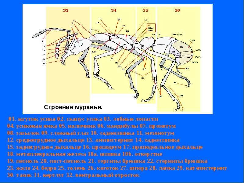 Строение е. Внутреннее строение муравья. Строение муравья внутреннее строение. Внешнее строение муравья. Внутреннее строение муравьев.
