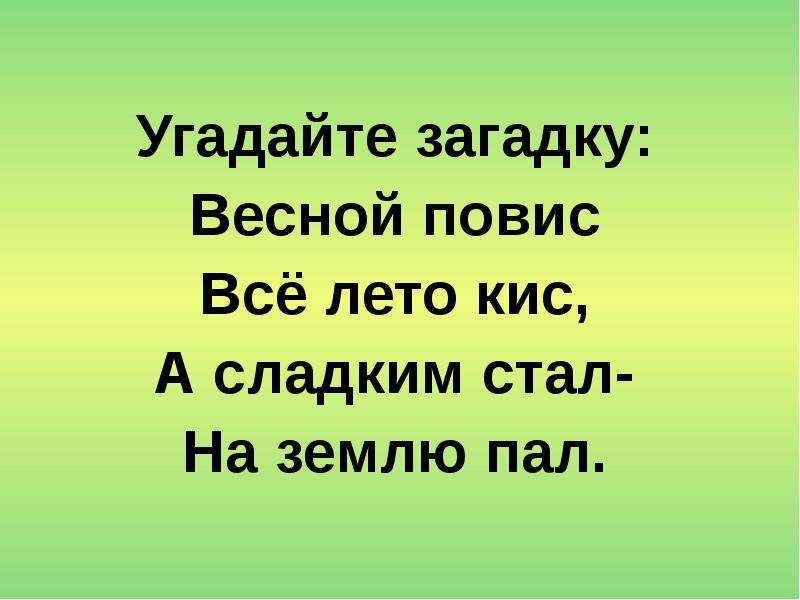 Стал слаще. Загадка: весной повис- всё лето кис, а сладок стал – на землю пал.. Отгадай загадку 12 +. Загадка не зеленый. Отгадайте загадку.зелёный...радует......