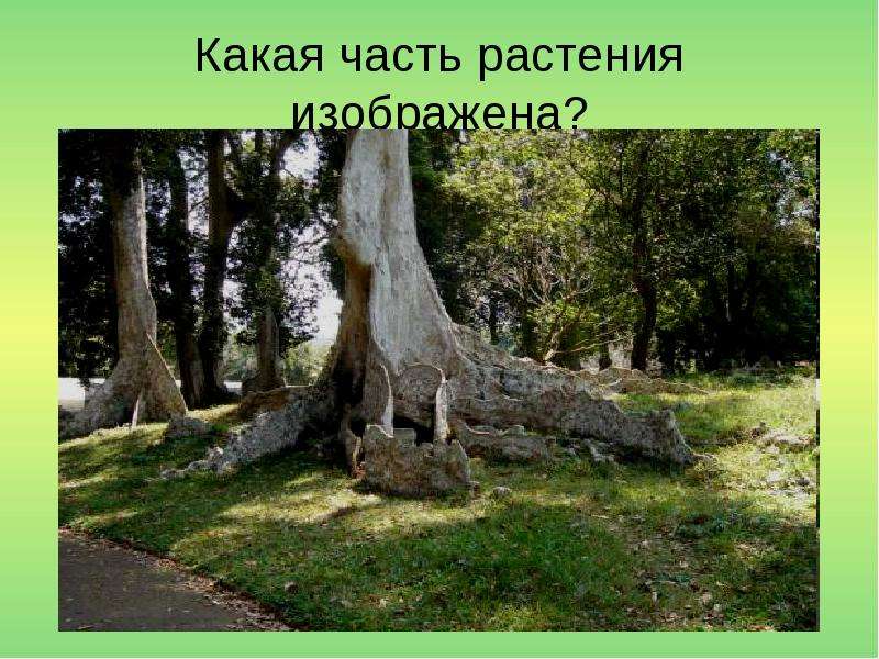 На Фотографии Изображено Растение