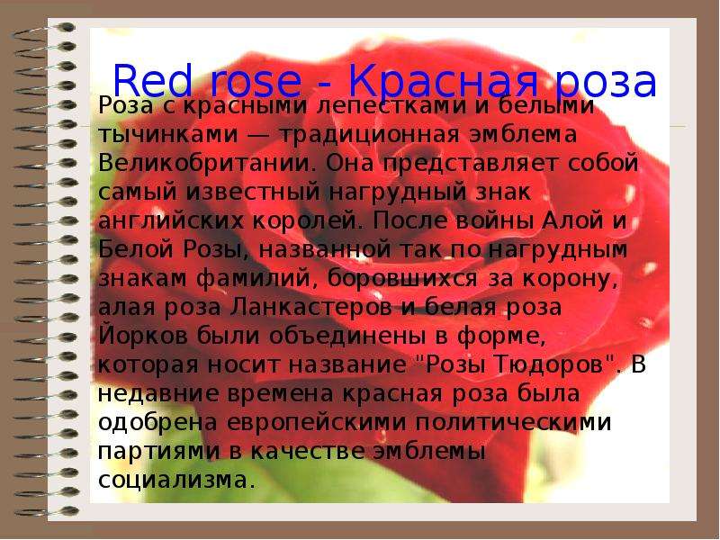 Что означает розовое красное. Красные розы значение. Что обозначает красная граза?.