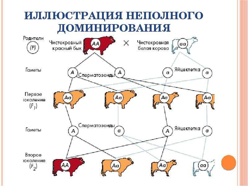 Неполное доминирование схема скрещивания