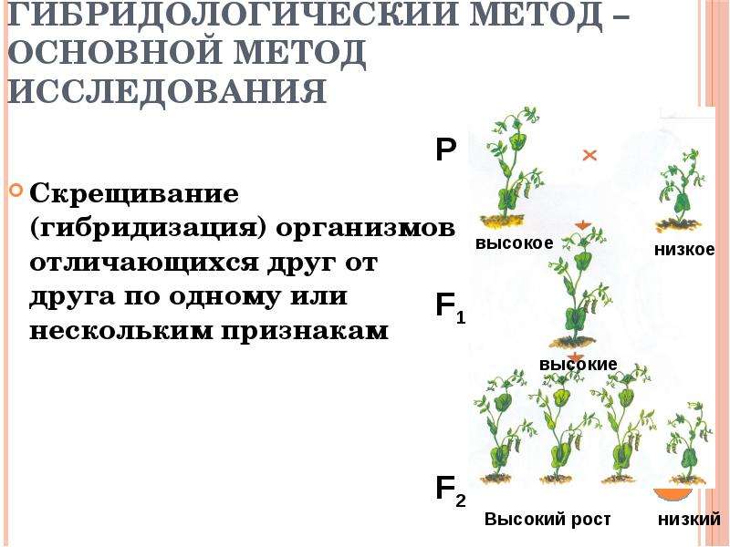 Генетические закономерности открытые г менделем презентация 11 класс