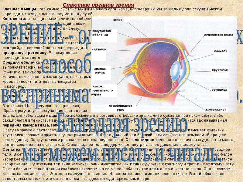 Анатомия огэ презентация