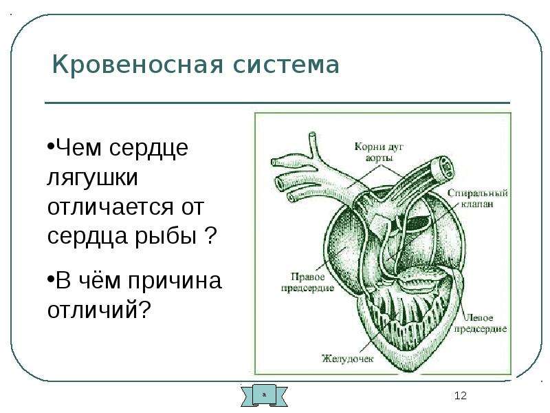 Сердце лягушки озерная