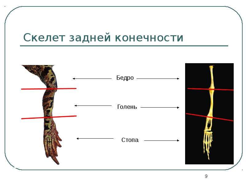 Скелет конечностей рептилий. Скелет задних конечностей. Скелет задних конечностей у рептилий. Строение задних конечностей земноводных. Строение задних конечностей пресмыкающихся.