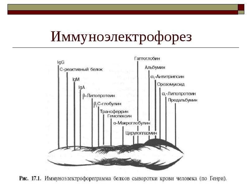 Биологическая роль белков схема