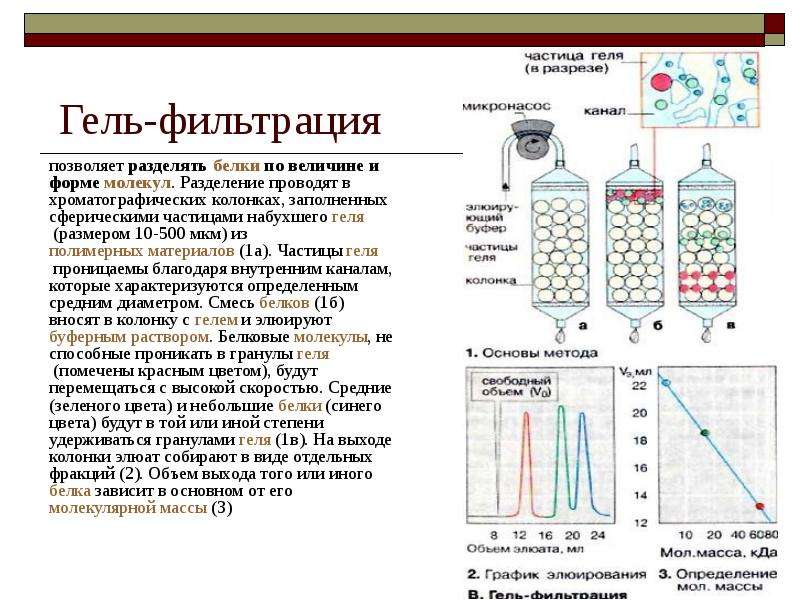 Метод гель фильтрации