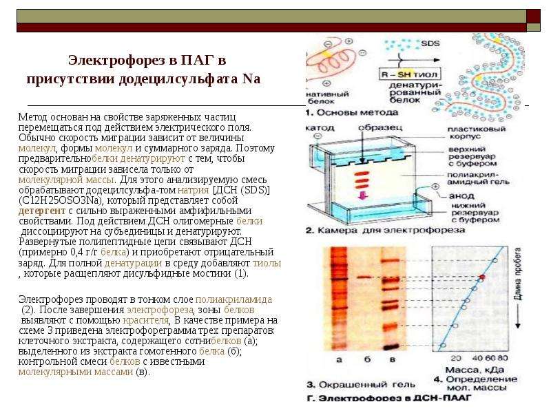 Биологическая роль белков схема