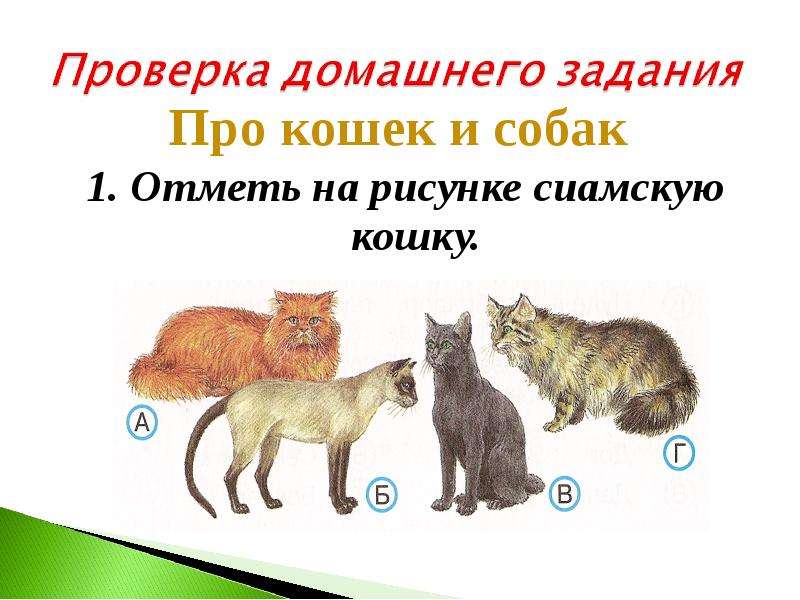 Про кошек собак окружающий мир 2 класс. Окружающий мир про кошек и собак. Про кошек и собак 2 класс окружающий мир. Окружающий мир 1 класс 2 про кошек и собак. Кошки окружающий мир 2 класс.