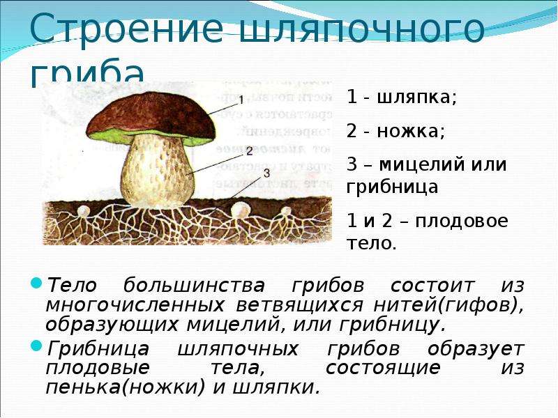 Главной частью шляпочного гриба является. Строение шляпочного гриба строение. Строение грибницы мицелия. Строение шляпочных грибов. Строение шляпочного гриба и функции 5.