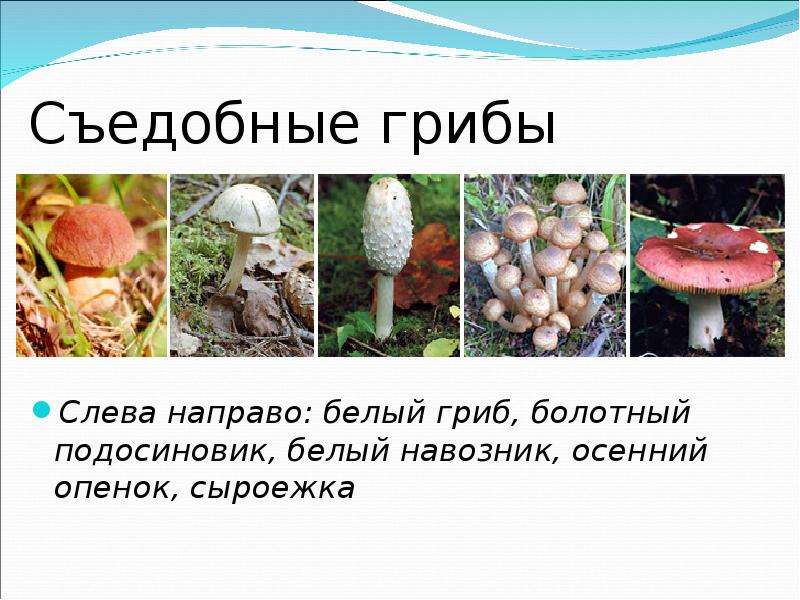 Шляпочные грибы биология 5. Шляпочные грибы подосиновик. Сообщение о шляпочных грибах. Шляпочные грибы 5 класс биология презентация. Опята болотные.