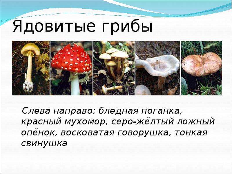 Шляпочные грибы биология 5. Ядовитые Шляпочные грибы. Шляпочные грибы несъедобные грибы. Шляпочные грибы съедобные и ядовитые. Какие Шляпочные грибы ядовитые.