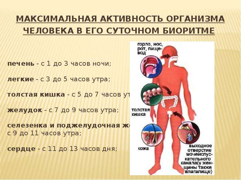 Презентация по биологии биоритмы