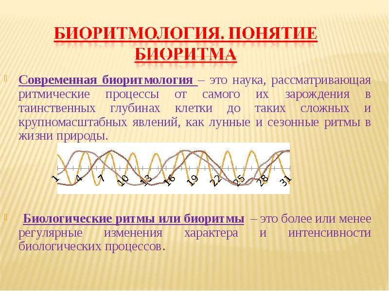 Презентация по биологии биоритмы