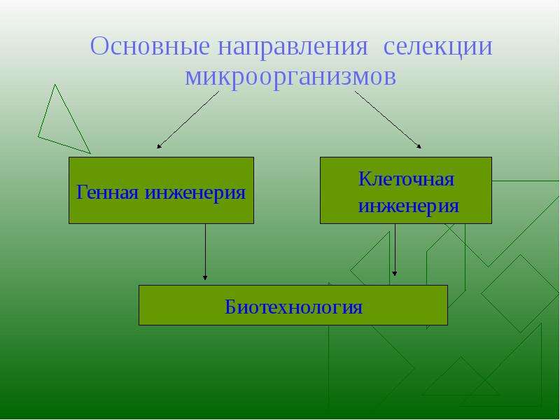 Презентация на тему основы селекции организмов 9 класс