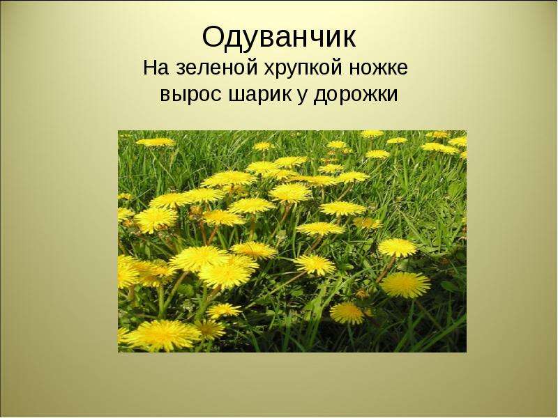 Одуванчик у дорожки в пышной шапке падежи. Загадка про одуванчик. Загадки про одуванчик 2 класс. Загадка про одуванчик для детей. На зелёной хрупкой ножке вырос шарик у дорожки.