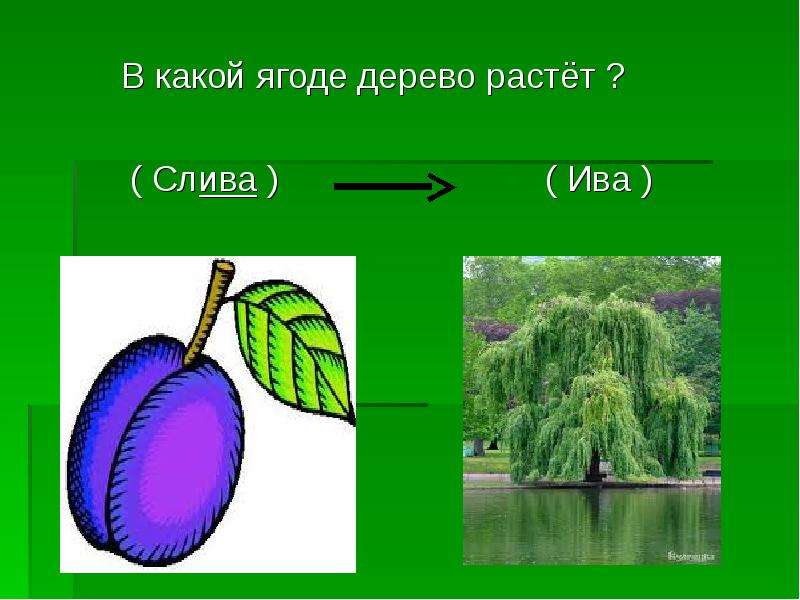 Не растет на дереве ответ. Какие ягоды растут на деревьях. Это какая ягода на дереве. В какой ягоде дерево растёт ответ. В какой ягоде дерево растёт ответ загадка.