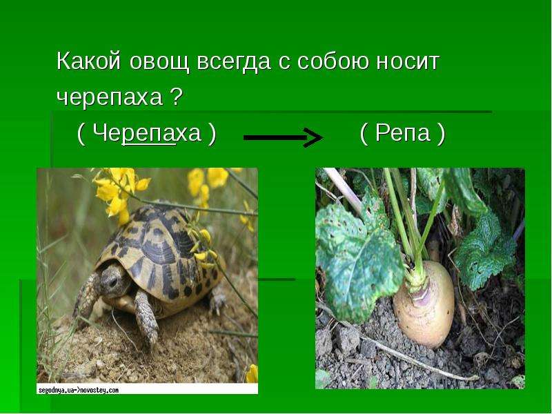 Овощ черепаха. Какой овощ всегда носит черепаха. КП кой осощ ООСИТ че р епаха. Какой овощ носит с собой черепаха. Какой овощ всегда носит с собой черепаха ответы.