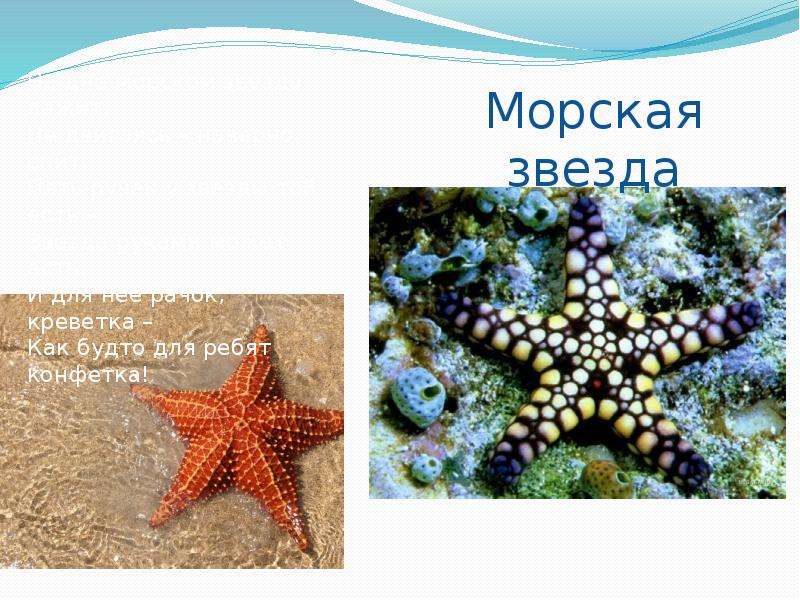 Презентация на тему морской мир