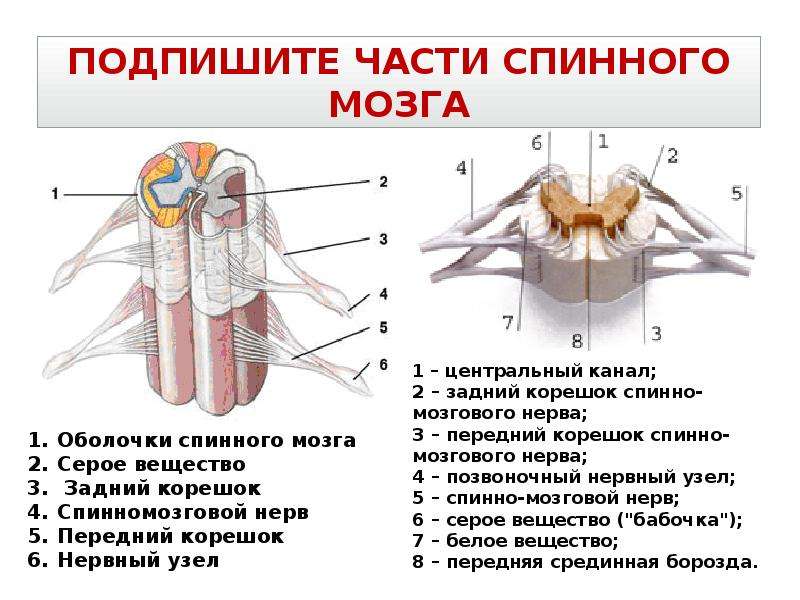 Презентация по спинномозговым нервам