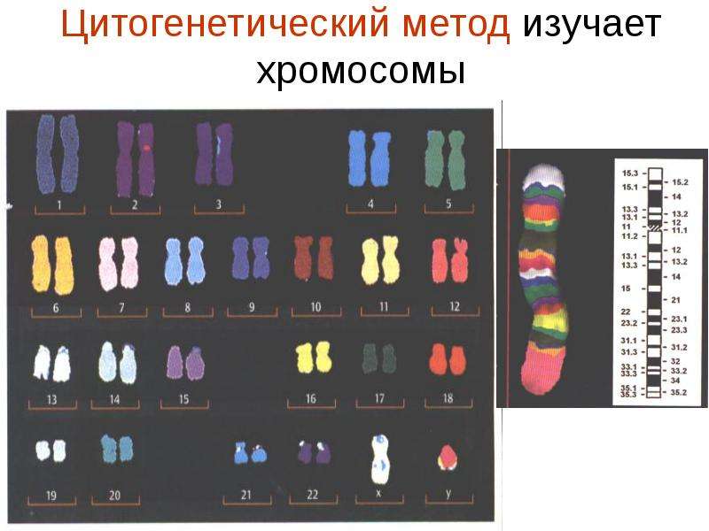 Цитогенетический метод картинки