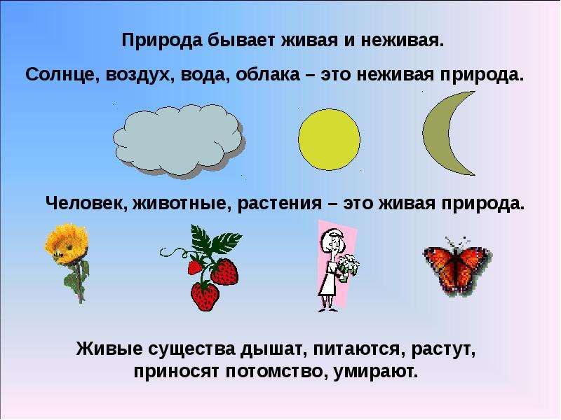 Презентация живая природа