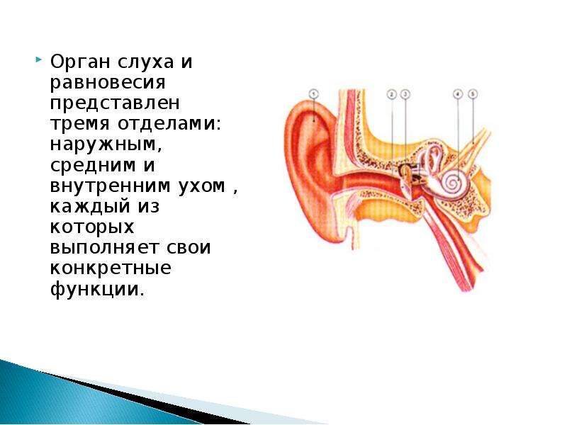 Презентация по биологии 8 класс органы слуха и равновесия их анализаторы